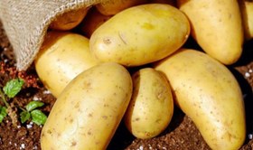 تصویر 1 از خرید سیب زمینی اردبیل + قیمت فروش استثنایی